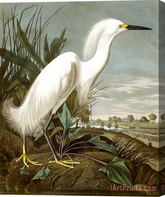 John James Audubon Snowy Heron, Or White Egret Stretched Canvas Print / Canvas Art