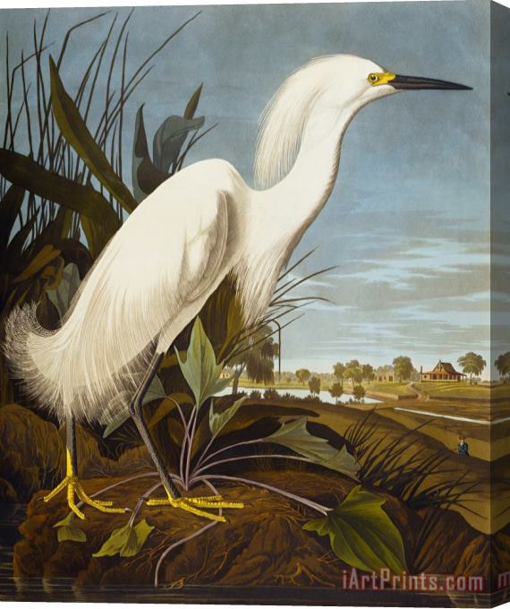 John James Audubon Snowy Heron Or White Egret Snowy Egret Egretta Thula Plate Ccklii From The Birds of America Stretched Canvas Painting / Canvas Art