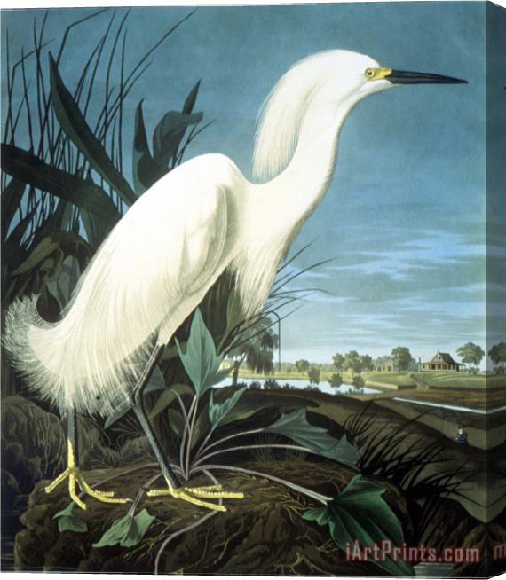 John James Audubon Snowy Heron Stretched Canvas Print / Canvas Art