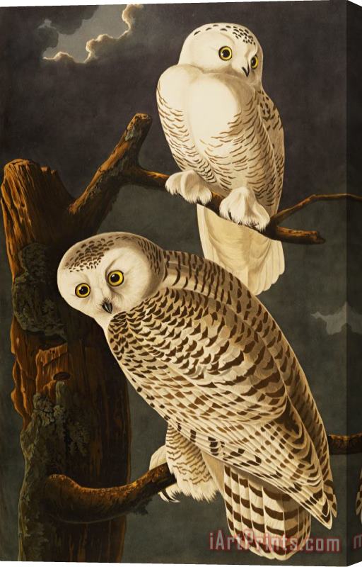 John James Audubon Snowy Owl Stretched Canvas Painting / Canvas Art