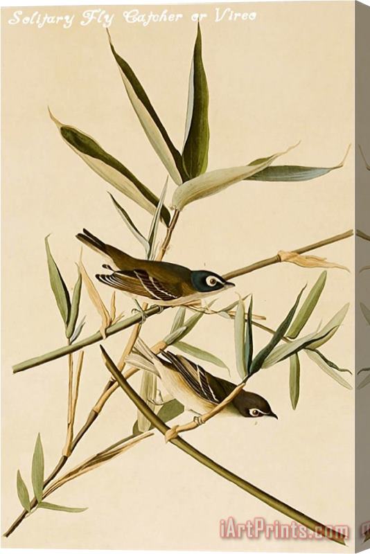 John James Audubon Solitary Fly Catcher Or Vireo Stretched Canvas Print / Canvas Art