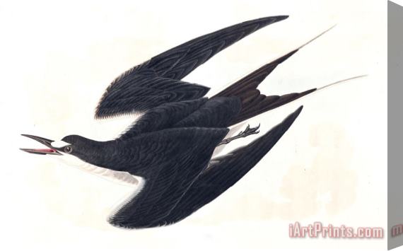 John James Audubon Sooty Tern Stretched Canvas Print / Canvas Art