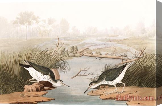 John James Audubon Spotted Sandpiper Stretched Canvas Painting / Canvas Art