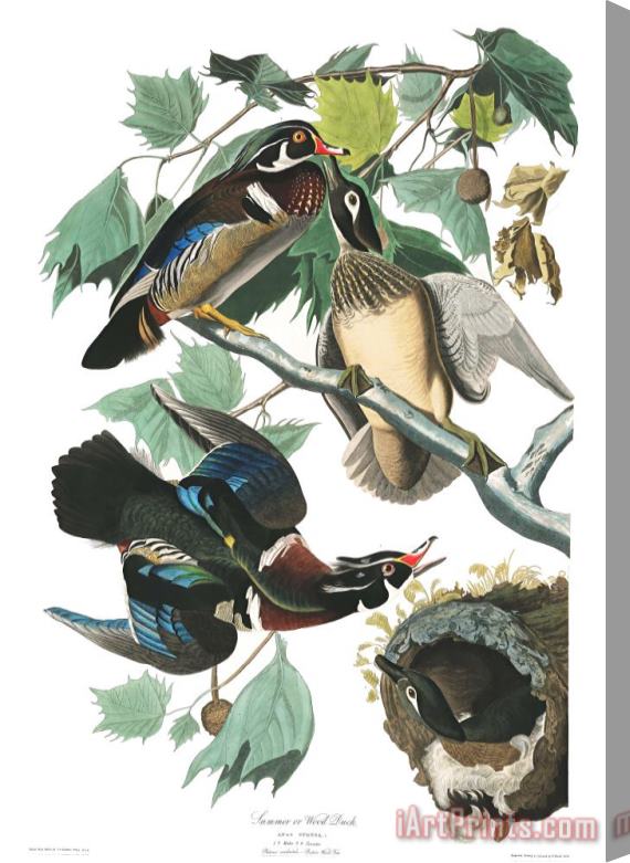 John James Audubon Summer, Or Wood Duck Stretched Canvas Print / Canvas Art