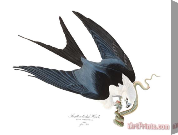 John James Audubon Swallow Tailed Hawk Stretched Canvas Print / Canvas Art