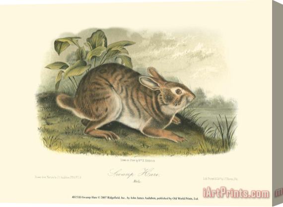 John James Audubon Swamp Hare Stretched Canvas Print / Canvas Art
