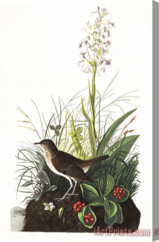 John James Audubon Tawny Thrush Stretched Canvas Print / Canvas Art