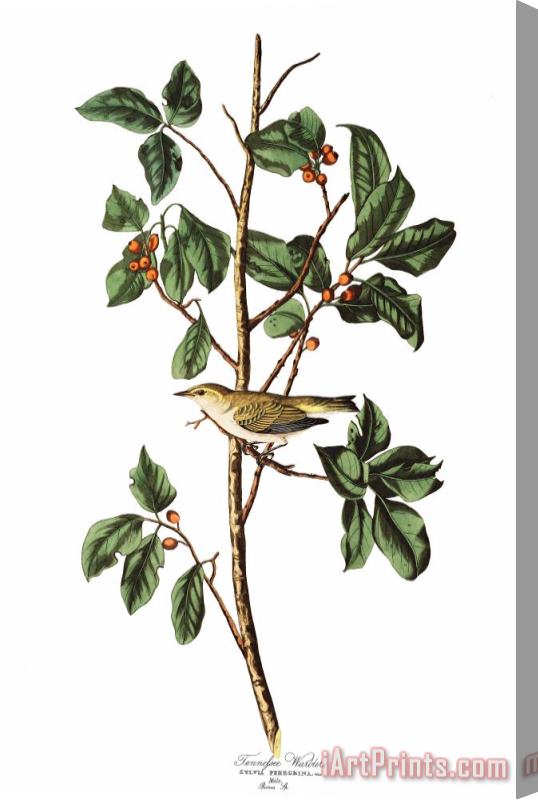 John James Audubon Tennessee Warbler Stretched Canvas Print / Canvas Art