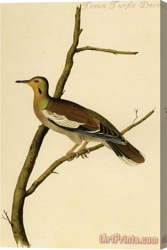 John James Audubon Texan Turtle Dove Stretched Canvas Print / Canvas Art