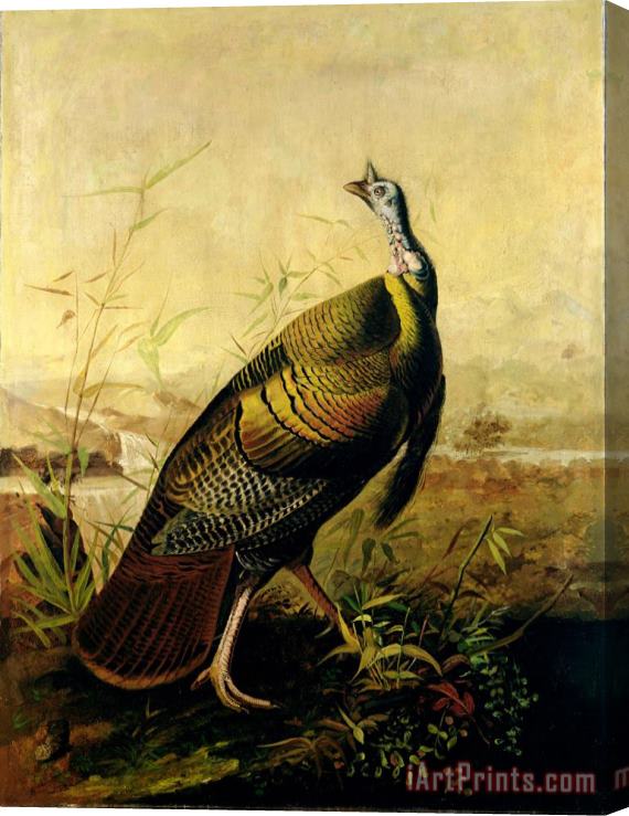 John James Audubon The American Wild Turkey Cock Stretched Canvas Print / Canvas Art