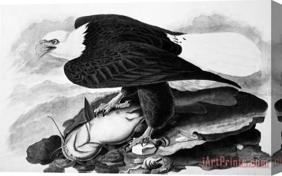 John James Audubon The Bald Eagle Stretched Canvas Painting / Canvas Art