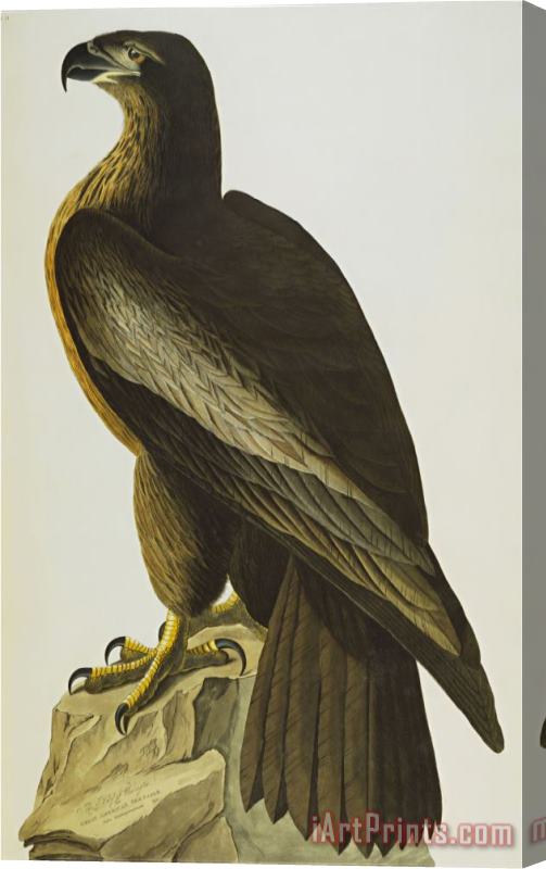 John James Audubon The Bird of Washington Bald Eagle Haliaeetus Leucocephalus Plate Xi From The Birds of America Stretched Canvas Print / Canvas Art