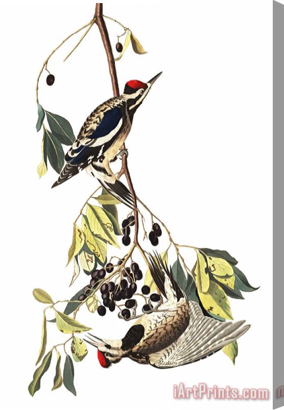 John James Audubon The Yellow Bellied Woodpecker Stretched Canvas Print / Canvas Art