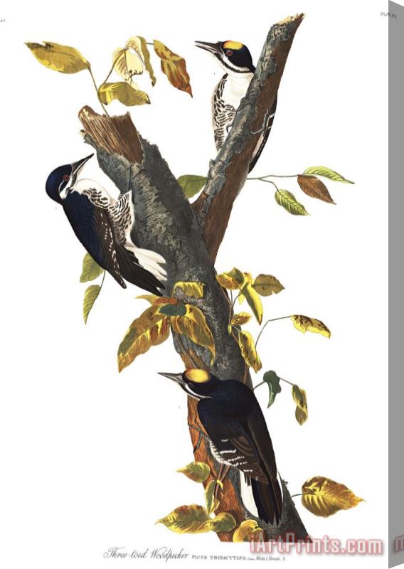 John James Audubon Three Toed Woodpecker Stretched Canvas Painting / Canvas Art