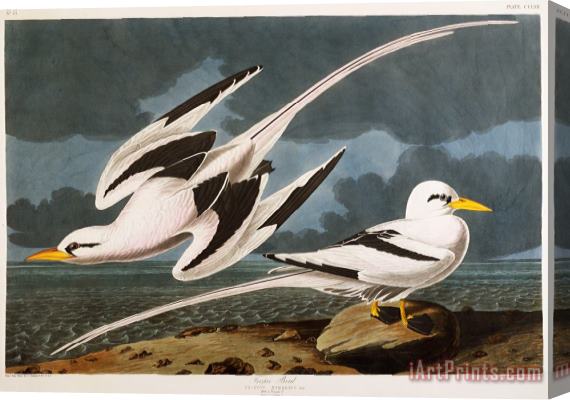 John James Audubon Tropic Bird Stretched Canvas Print / Canvas Art