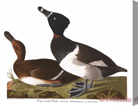 John James Audubon Tufted Duck Stretched Canvas Print / Canvas Art