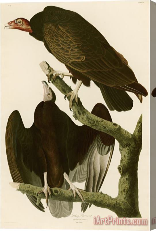 John James Audubon Turkey Buzzard Stretched Canvas Painting / Canvas Art
