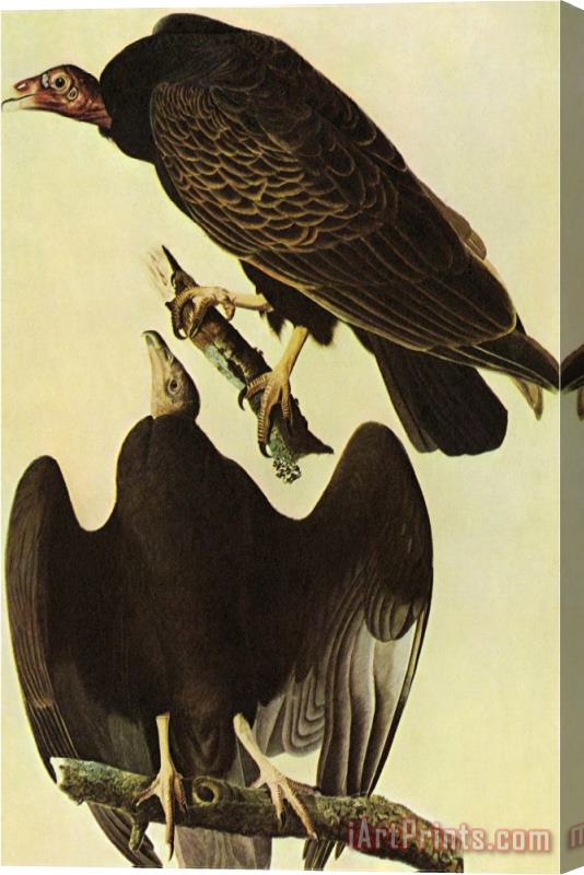 John James Audubon Turkey Vulture Stretched Canvas Print / Canvas Art