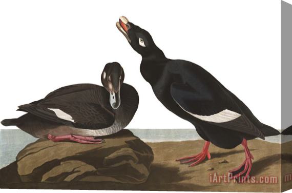 John James Audubon Velvet Duck Stretched Canvas Print / Canvas Art