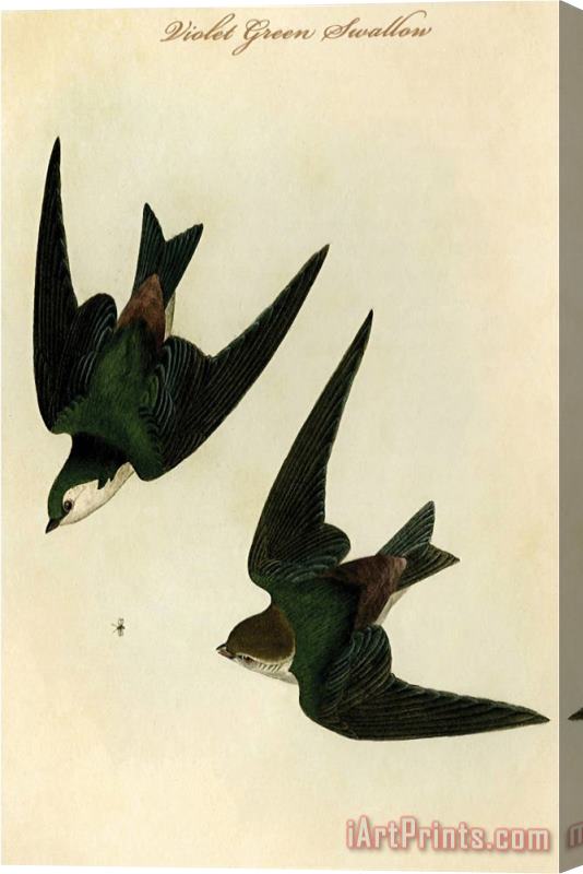 John James Audubon Violet Green Swallow Stretched Canvas Print / Canvas Art