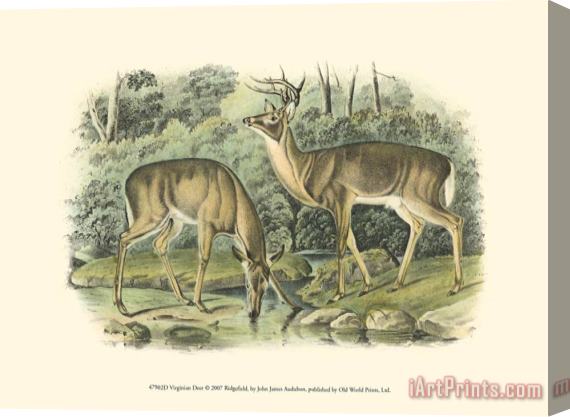 John James Audubon Virginian Deer Stretched Canvas Print / Canvas Art