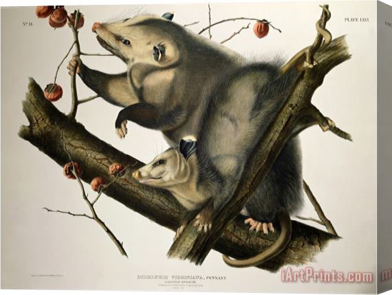 John James Audubon Virginian Opossum From Quadrupeds of America Engraved by John T Bowen Stretched Canvas Print / Canvas Art