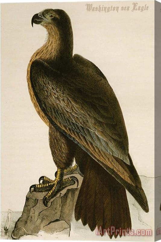 John James Audubon Washington Sea Eagle Stretched Canvas Painting / Canvas Art