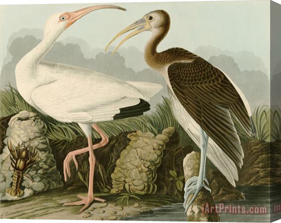 John James Audubon White Ibis Stretched Canvas Print / Canvas Art
