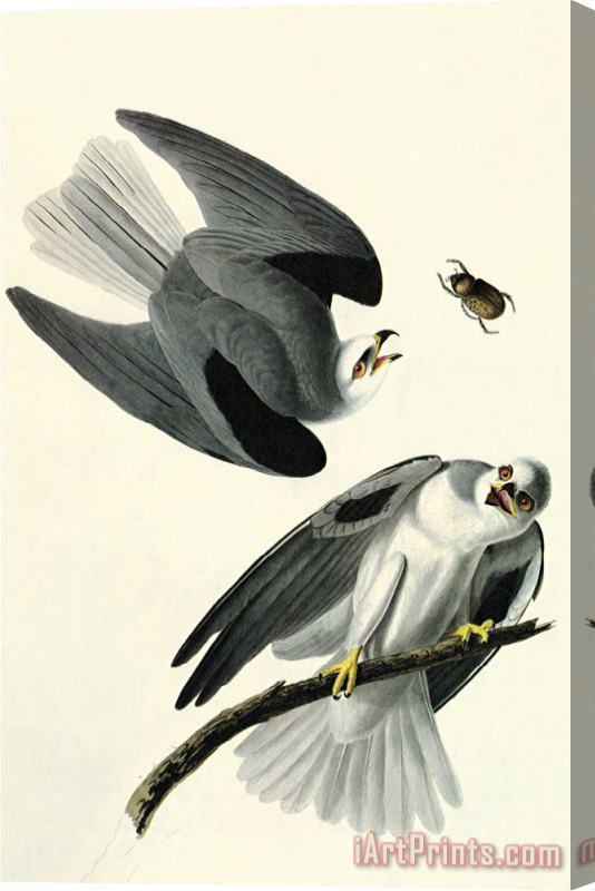John James Audubon White Tailed Kite Stretched Canvas Painting / Canvas Art
