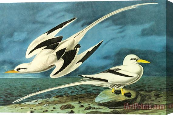 John James Audubon White Tailed Tropic Bird Stretched Canvas Print / Canvas Art
