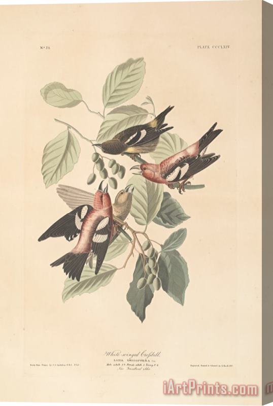 John James Audubon White Winged Crossbill Stretched Canvas Print / Canvas Art