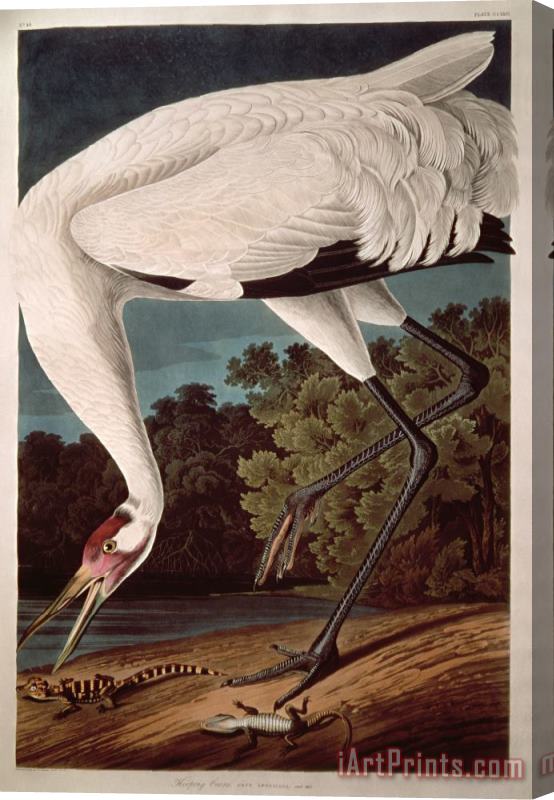 John James Audubon Whooping Crane Stretched Canvas Print / Canvas Art