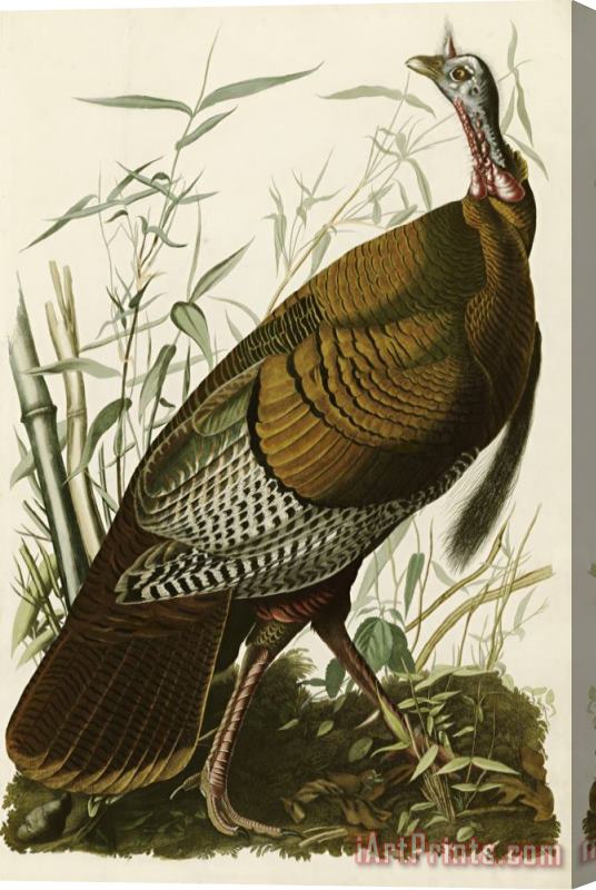 John James Audubon Wild Turkey Stretched Canvas Print / Canvas Art