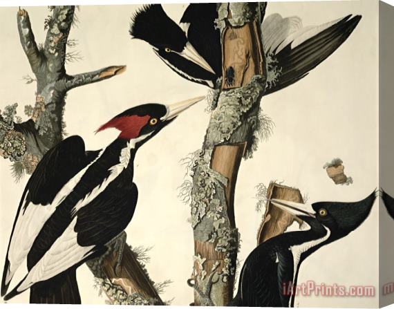 John James Audubon Woodpecker Stretched Canvas Painting / Canvas Art