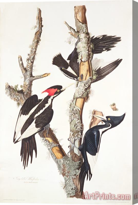John James Audubon Woodpeckers Stretched Canvas Painting / Canvas Art