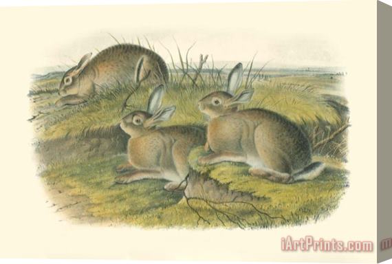 John James Audubon Wormwood Hare Stretched Canvas Print / Canvas Art