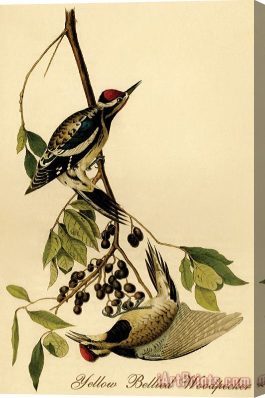 John James Audubon Yellow Bellied Woodpecker Stretched Canvas Painting / Canvas Art