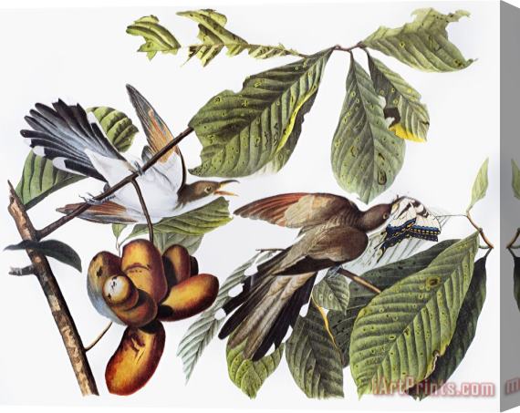 John James Audubon Yellow Billed Cuckoo Stretched Canvas Print / Canvas Art
