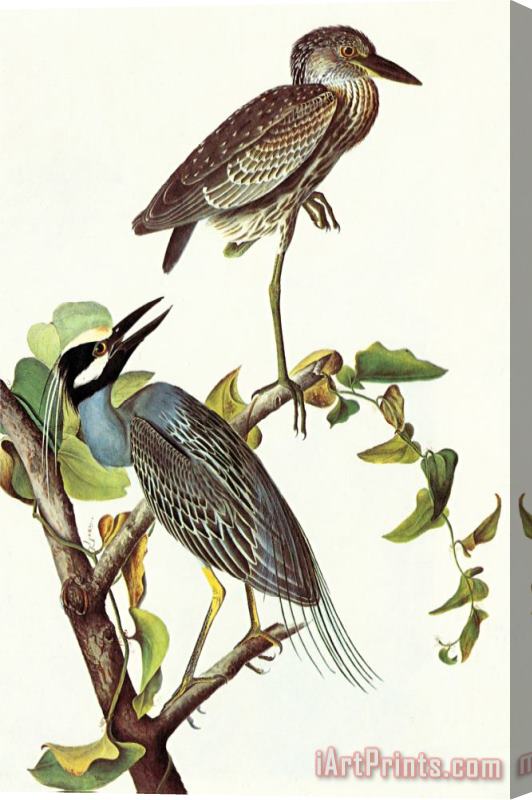 John James Audubon Yellow Crowned Night Heron And Little Blue Heron Stretched Canvas Painting / Canvas Art