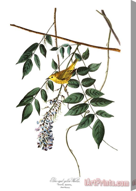 John James Audubon Yellow Poll Warbler Stretched Canvas Print / Canvas Art