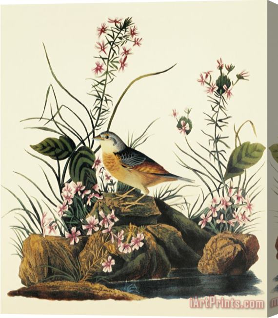 John James Audubon Yellow Winged Sparrow Stretched Canvas Print / Canvas Art