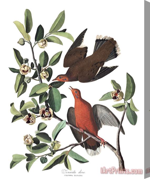 John James Audubon Zenaida Dove Stretched Canvas Print / Canvas Art