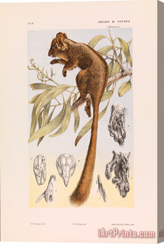 John James Wild Leadbeater's Possum, Gymnobelideus Leadbeateri Stretched Canvas Print / Canvas Art