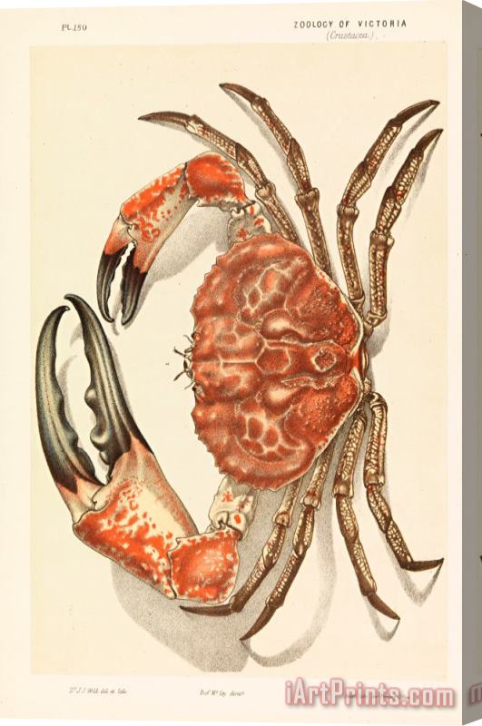 John James Wild Tasmanian Giant Crab, Pseudocarcinus Gigas Stretched Canvas Print / Canvas Art