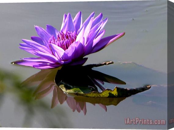 John Lautermilch Purple Beauty on the Pond Stretched Canvas Print / Canvas Art