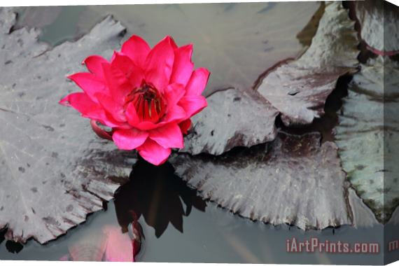 John Lautermilch Red on Gray Water Lily Stretched Canvas Painting / Canvas Art