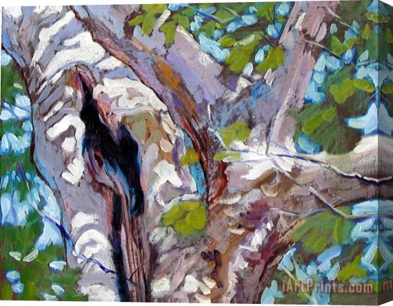 John Lautermilch Sunlight on Sycamore Stretched Canvas Painting / Canvas Art