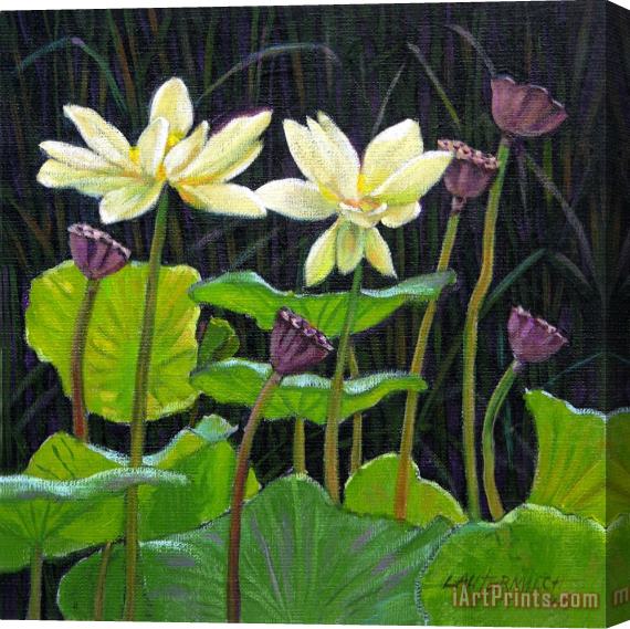John Lautermilch Touching Lotus Blooms Stretched Canvas Print / Canvas Art