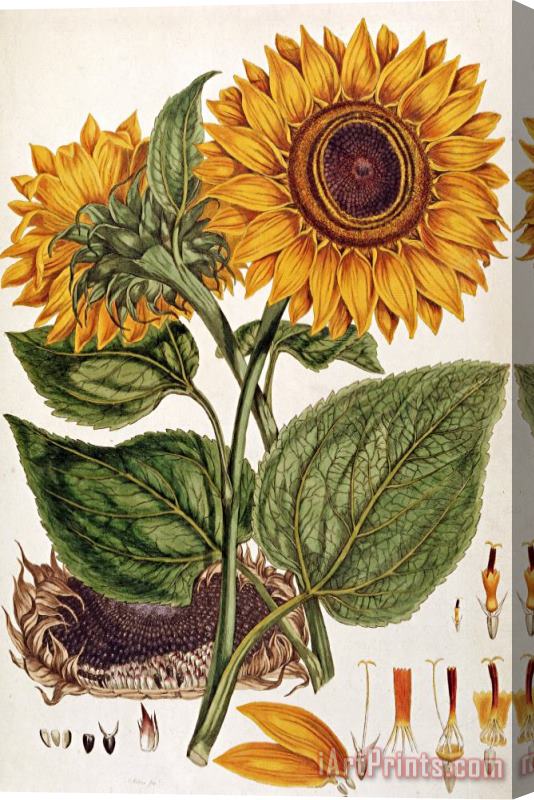 John Miller Sunflower Stretched Canvas Print / Canvas Art