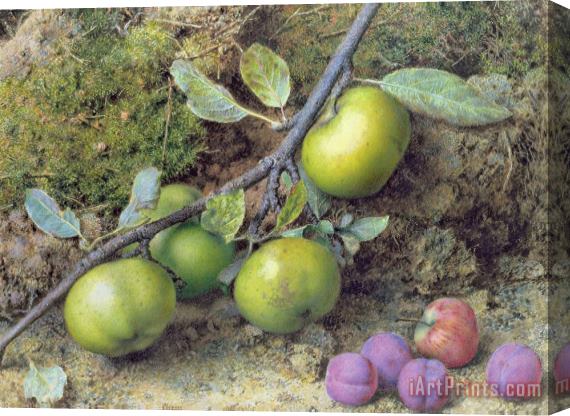 John Sherrin Apples and Plums on a Mossy Bank Stretched Canvas Print / Canvas Art
